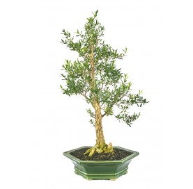 Buxus harlandii. Bonsai 21 Jahre. Indonesischer Buchsbaum.