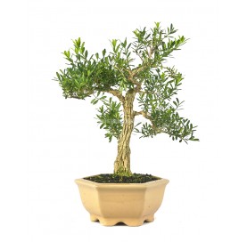 Buxus harlandii. Bonsai 16 Jahre. Indonesischer Buchsbaum.