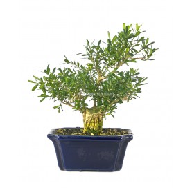 Buxus harlandii. Bonsai 13 Jahre. Indonesischer Buchsbaum.