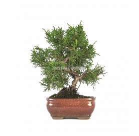 Juniperus chinensis kyushu. Bonsai 9 years. Chinese juniper or Needle juniper.