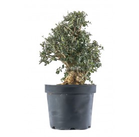 Olea europaea sylvestris. Prebonsai 19 Jahre. Olivenbaum