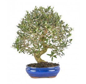 Olea europaea. Bonsai 21 Jahre. Olivenbaum
