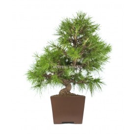 Pinus halepensis. Bonsai 21 years. Aleppo pine