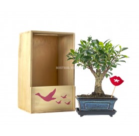 Passionate Kiss Kit. Indoor bonsai 5 years