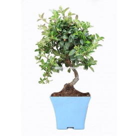 Squared plastic pot for bonsai. Blue