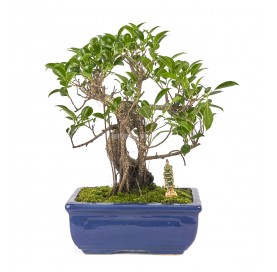 Exclusive bonsai Ficus...