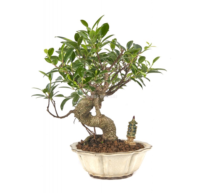 Acquistare Bonsai Ficus retusa 16 anni- Un bonsai resistente - Be