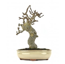 Ficus carica. Bonsai 15 Jahre. Feigenbaum.