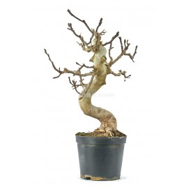 Ficus carica. Pre-bonsai 19...