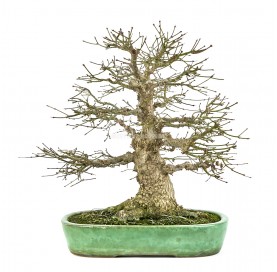 Bonsai Exemplar Acer palmatum 43 Jahre alt. Ahorn.
