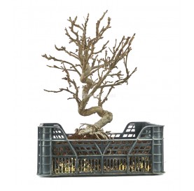 Malus sp. Pre-bonsai 22 years in growing box. Crabapple or Appletree.