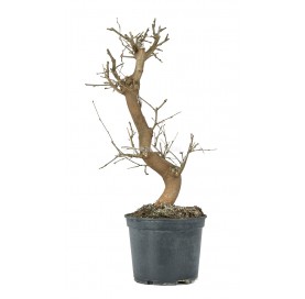 Morus sp. Pré-bonsaï 14 Ans. Mûrier