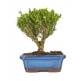 Buxus harlandii. Bonsai 8 Jahre. Buchsbaum