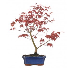 Acer palmatum deshojo. Bonsai 7 Jahre. Japanischer Fächerahorn