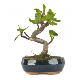 Ficus carica. Bonsai 7 Jahre. Feigenbaum.