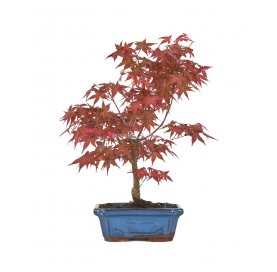 Acer palmatum deshojo. Bonsaï 9 ans. Érable japonais palmé