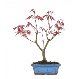 Acer palmatum atropurpureum. Bonsai 9 Jahre. Japanischer Fächerahorn