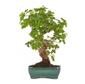 Morus. Bonsai 10 Jahre. Maulbeerbaum