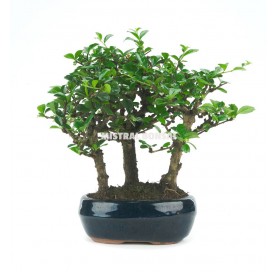 Carmona microphylla. Bonsai 6 years. Oriental or Fukien Tea tree.