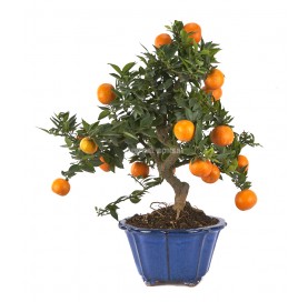 Citrus myrtifolia. Bonsái 18 años. Naranjo moruno o chinoto.