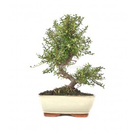 Cotoneaster microphylla. Bonsai 10 years. Small-leaved cotoneaster or rockspray cotoneaster.