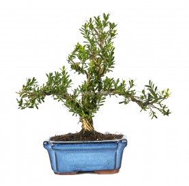 Buxus harlandii. Bonsai 7 Jahre. Indonesischer Buchsbaum