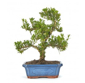 Buxus harlandii. Bonsai 9 Jahre. Indonesischer Buchsbaum