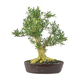 Buxus harlandii. Bonsai 20 Jahre. Indonesischer Buchsbaum
