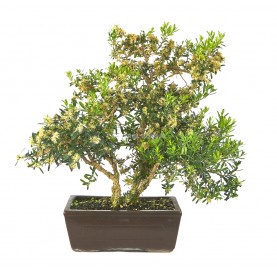 Buxus harlandii. Bonsai 20 Jahre. Indonesischer Buchsbaum