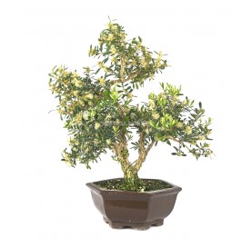 Buxus harlandii. Bonsai 19 Jahre. Indonesischer Buchsbaum