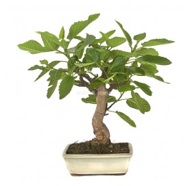 Ficus carica. Bonsai 12 years. Fig tree.