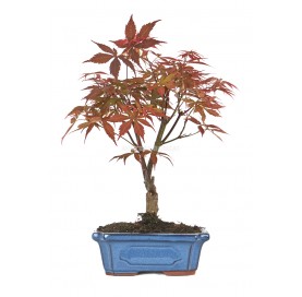 Acer palmatum atropurpureum. Bonsai 9 years. Japanese Red Maple.