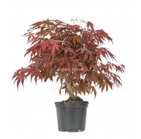 Acer palmatum deshojo. Prebonsai 20 years. Japanese Red Maple