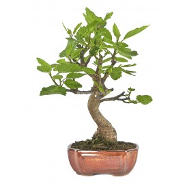 Ficus carica. Bonsai 10...