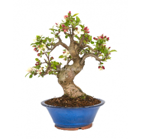 Malus sp. Bonsai 24 years. Crabapple or Appletree