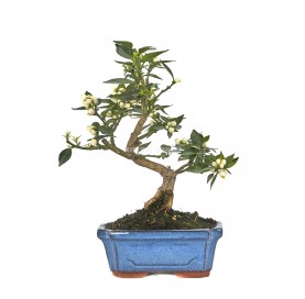 Citrus myrtifolia. Bonsai 7 Jahre. Chinotto.