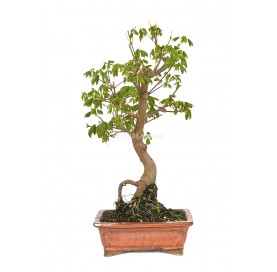 Acer buergerianum. Bonsai 17 years. Trident Maple Bonsai tree.