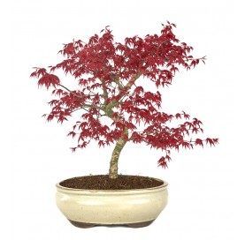 Acer palmatum deshojo. Bonsaï 20 ans. Érable japonais palmé