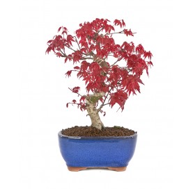 Acer palmatum deshojo. Bonsai 19 years. Japanese Red Maple