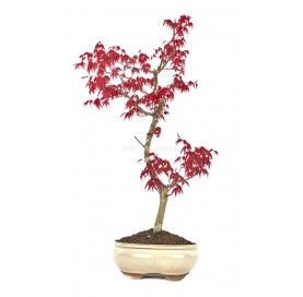Acer palmatum deshojo. Bonsai 13 years. Japanese Red Maple.