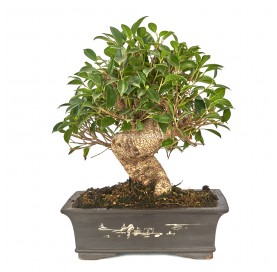 Ficus retusa. Bonsai 21 Jahre. Ficus
