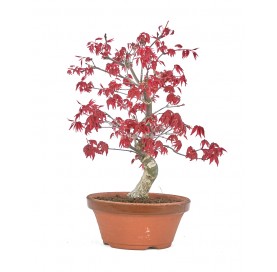 Acer palmatum deshojo. Bonsai 18 years. Japanese Red Maple.