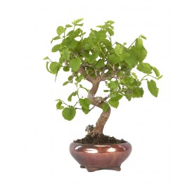 Exclusive bonsai Morus sp. 14 years. Mulberry tree