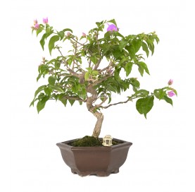 Exclusive bonsai...