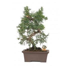 Exclusive bonsai Juniperus chinensis 16 years. Chinese juniper or Needle juniper