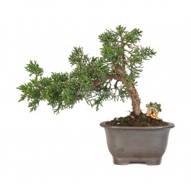 Bonsái exclusivo Juniperus...
