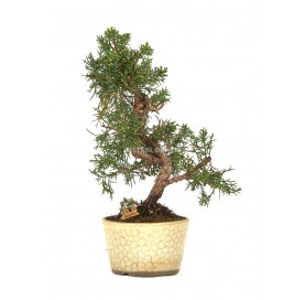 Exclusive bonsai Juniperus chinensis 15 years. Chinese juniper or Needle juniper