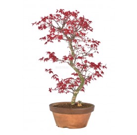 Exclusive bonsai Acer palmatum deshojo 21 years. Japanese Red Maple