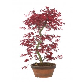 Exclusive bonsai Acer palmatum deshojo 21 years. Japanese Red Maple