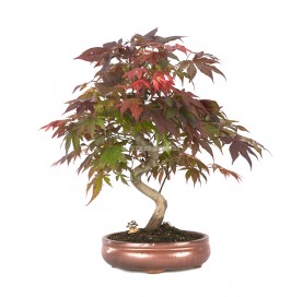 Bonsaï exclusif Acer palmatum atropurpureum 19 Ans. Érable japonais palmé